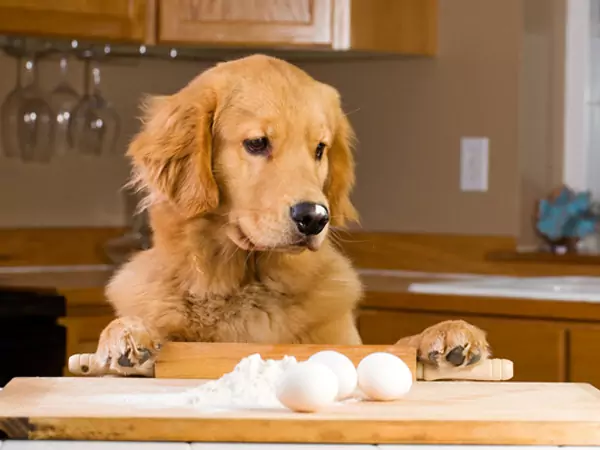 Les œufs sont-ils bons pour les chiens ? Quels sont les avantages des œufs pour les chiens ?