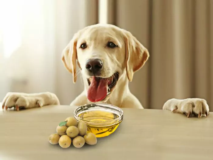Les chiens peuvent-ils manger des olives ? Quels sont les avantages des olives données aux chiens ?