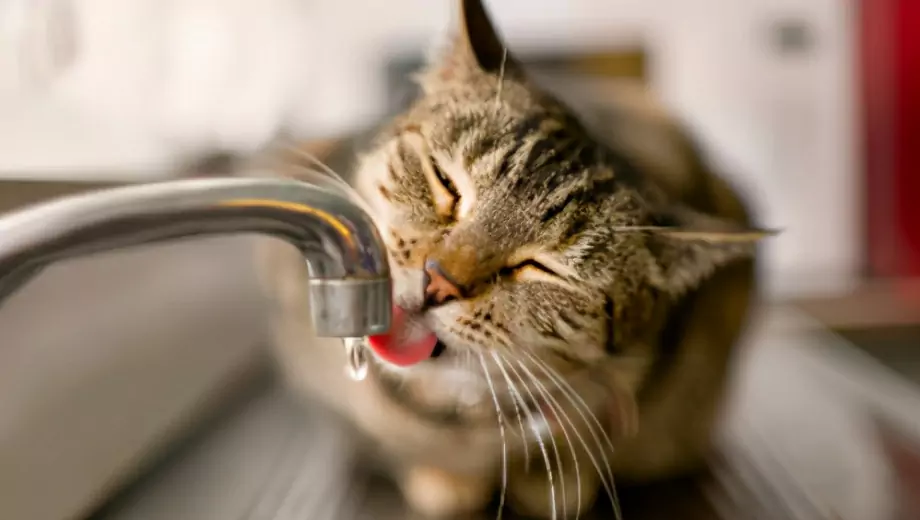 Pourquoi les chats n'aiment-ils pas l'eau ? Raisons pour lesquelles les chats ont peur de l'eau