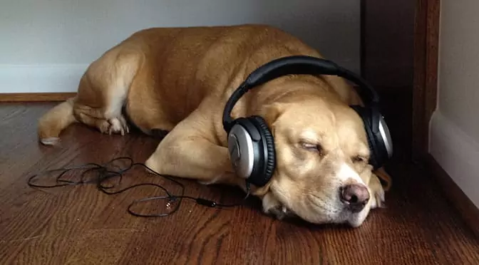 Les chiens aiment-ils la musique ? Quel genre de musique les chiens aiment-ils ?