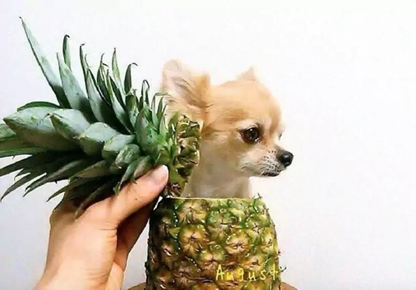 L'ananas est-il mauvais pour les chiens ?