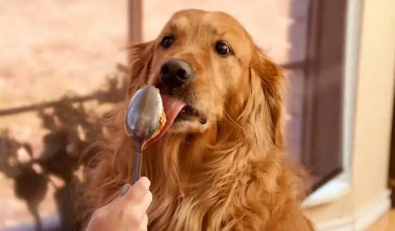 Les chiens peuvent-ils manger du beurre de cacahuète ? Est-il sain pour un chien de manger du beurre de cacahuètes ?