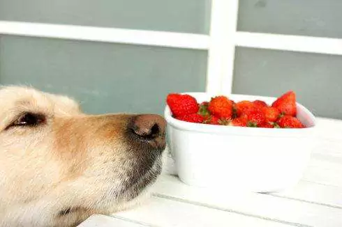Les chiens peuvent-ils manger des fraises ? Précautions à prendre pour les chiens qui mangent des fruits