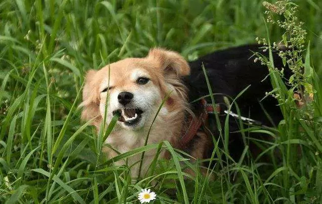 Pourquoi mon chien mange-t-il de l'herbe ? Comment provoquer le vomissement chez les chiens