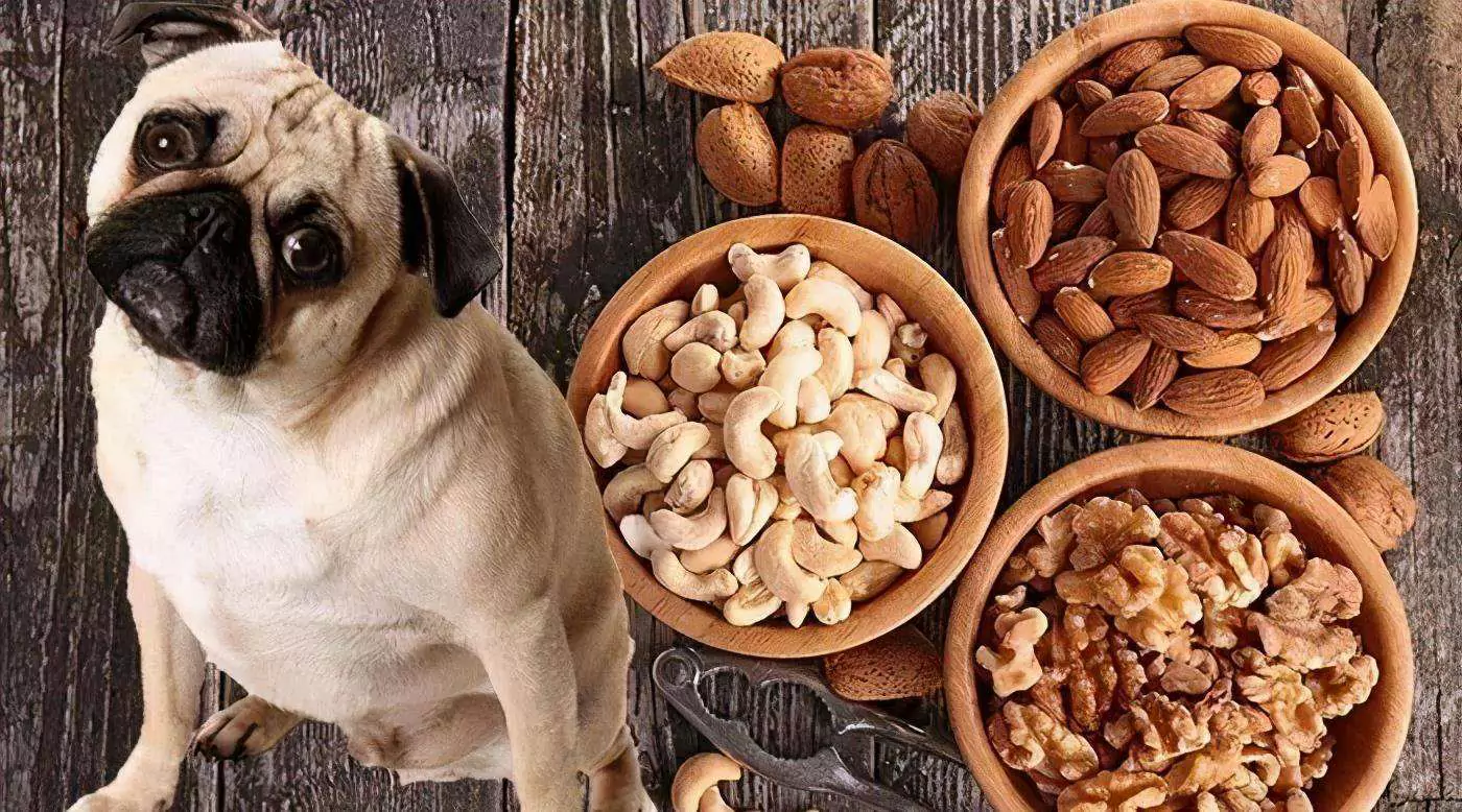 Les chiens peuvent-ils manger des pistaches ? Que faire si votre chien mange des pistaches ?