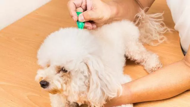 Comment se débarrasser des puces sur les chiens ? Comment prévenir et éliminer les puces sur les chiens ?