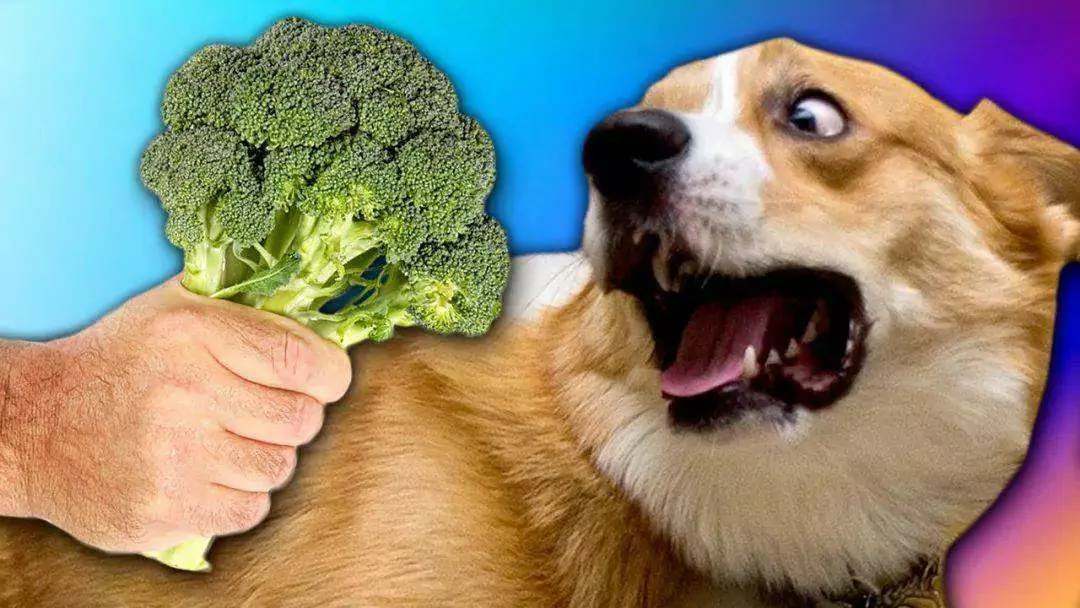 Les chiens peuvent-ils manger du brocoli ? Les bienfaits du brocoli pour les chiens