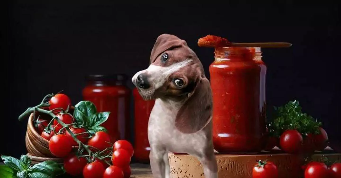 Les chiens peuvent-ils manger des tomates ? Quels sont les avantages des tomates pour les chiens ?