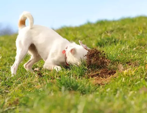 Pourquoi mon chien mange-t-il de la terre ? Les 5 principales raisons pour lesquelles les chiens mangent de la terre ?