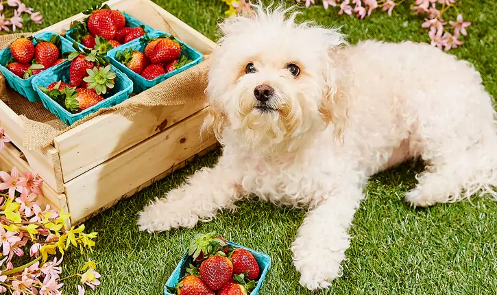 Quels fruits peuvent être consommés par les chiens ?