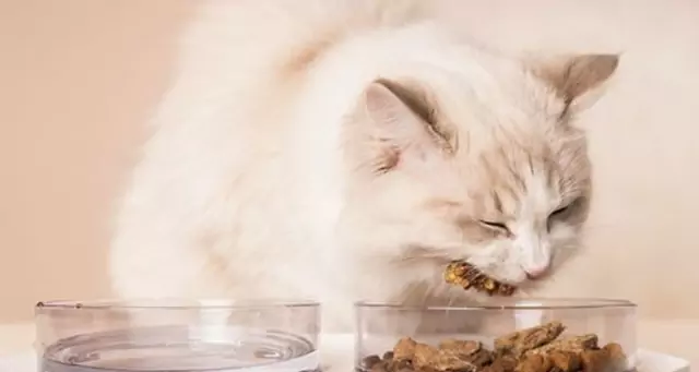 Les chats peuvent-ils manger de la dinde ? Quels sont les avantages de la viande de dinde pour les chats ?