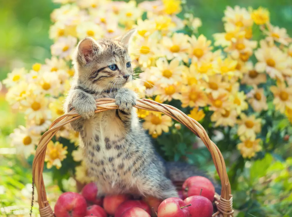 Les chats peuvent-ils manger des pommes ? Les avantages de la consommation de pommes par les chats