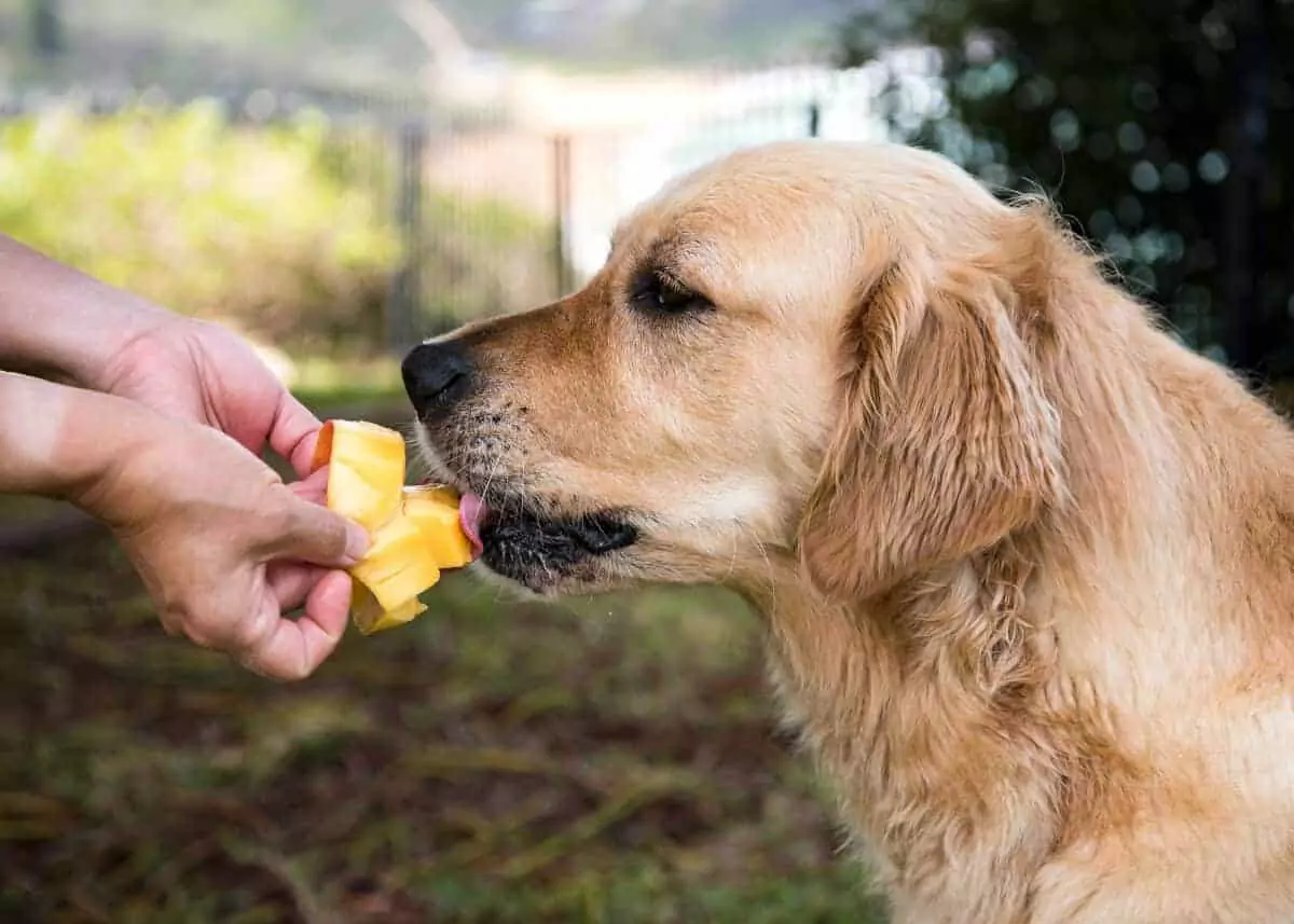 Les mangues sont-elles bonnes pour les chiens ? Quels sont les avantages de donner des mangues aux chiens ?