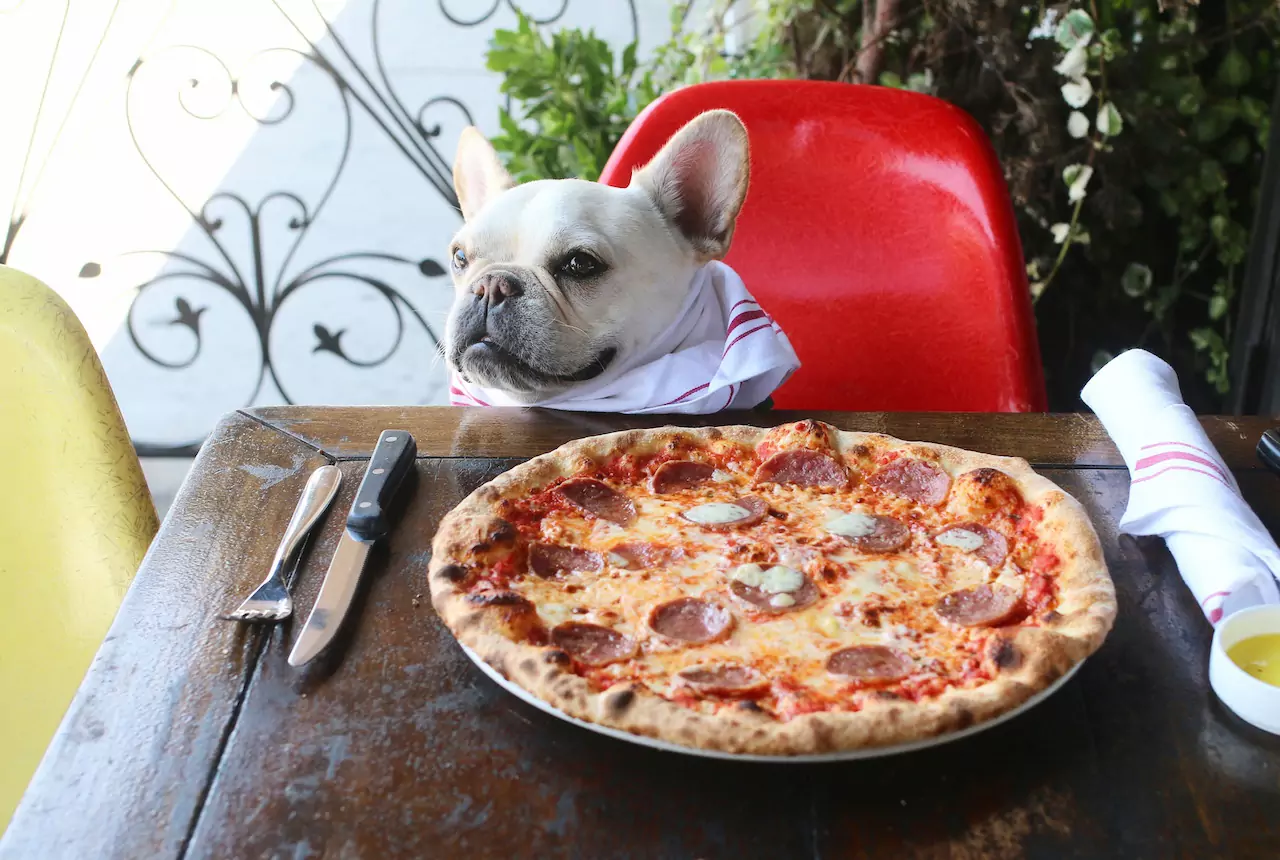 Les chiens peuvent-ils manger de la pizza ? Les ingrédients de nos pizzas sont-ils nocifs pour les chiens ?