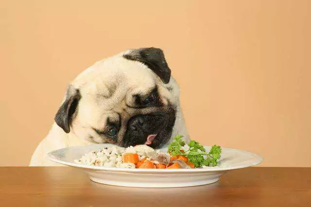 Les chiens peuvent-ils manger du riz ? Les chiens peuvent-ils manger du riz régulièrement ?
