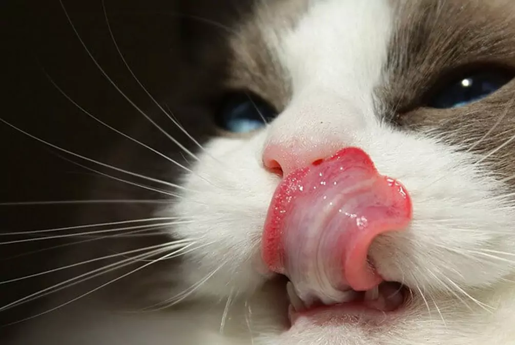 Pourquoi la langue du chat est-elle rugueuse ?