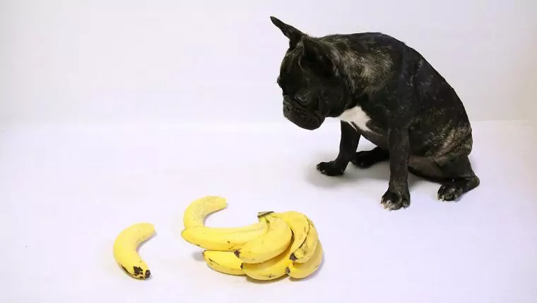Les bananes sont-elles bonnes pour les chiens ? Pourquoi les chiens peuvent-ils manger des bananes ?