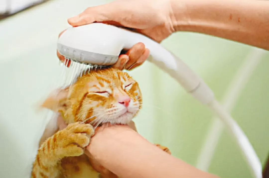 Comment nettoyer les oreilles de mon chat ? Que faire si un chat débutant a du cérumen ?