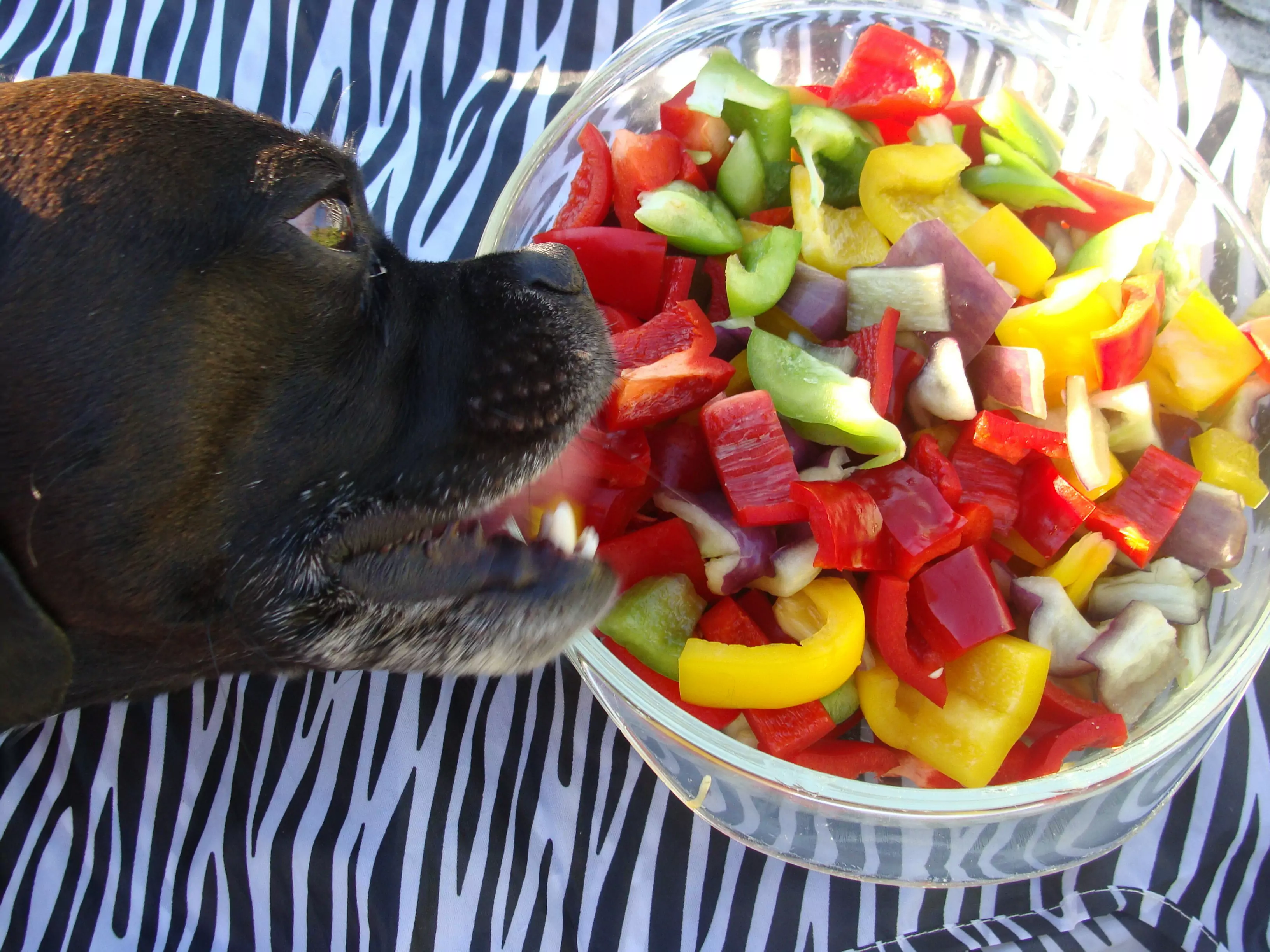 Les chiens peuvent-ils manger des piments ?