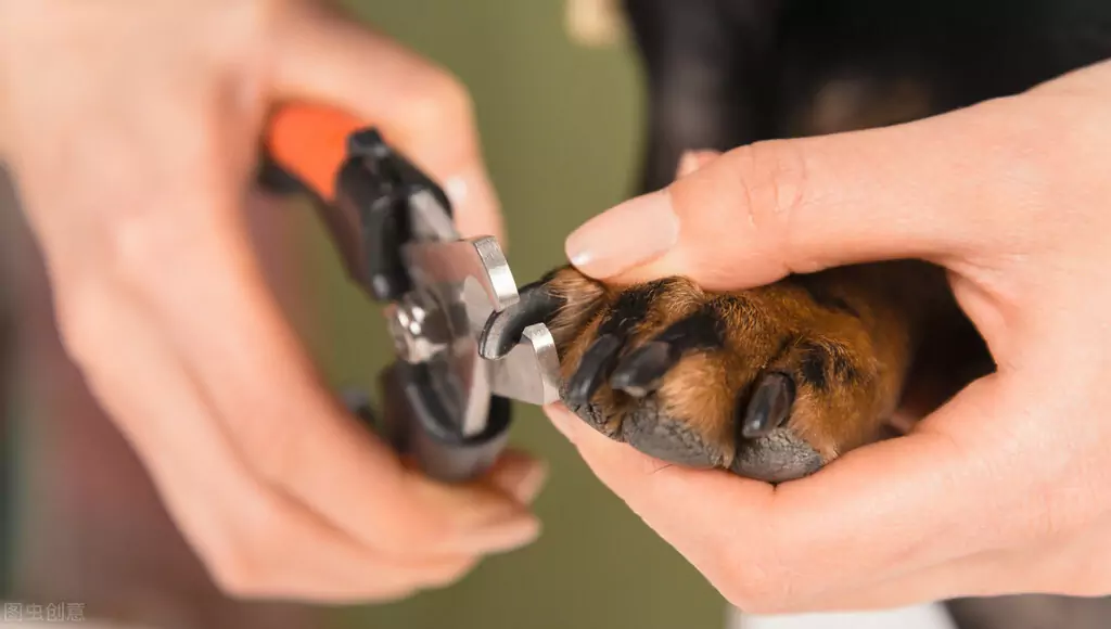Comment couper les ongles des chiens ? Les dangers des ongles d'orteil trop longs chez les chiens ?