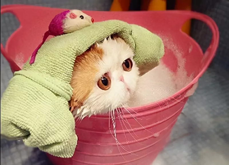 Comment donner un bain à un chat ? Les avantages et les inconvénients du bain des chats