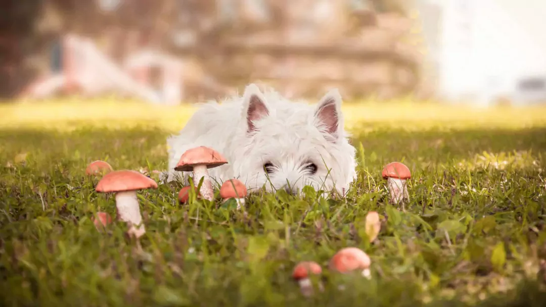 Les chiens peuvent-ils manger des champignons ? Valeur nutritionnelle des champignons
