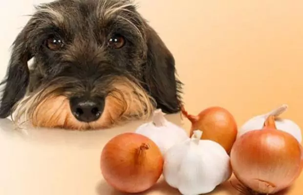 Les chiens peuvent-ils manger de l'ail ?？Comment préparer l'ail pour votre chien ?？