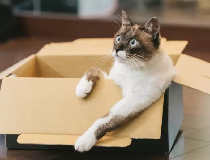Pourquoi les chats renversent-ils des objets ? Tenir les chats éloignés des objets