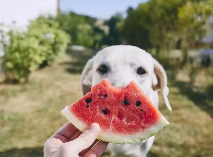 La pastèque est-elle bonne pour les chiens ? Quels sont les avantages de la pastèque pour les chiens ?