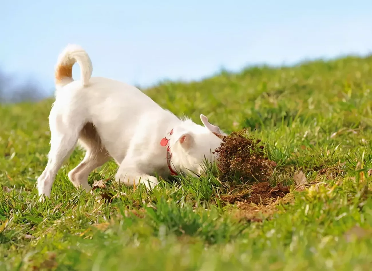Pourquoi les chiens mangent-ils de l'herbe ? Pourquoi les chiens mangent-ils de l'herbe ?