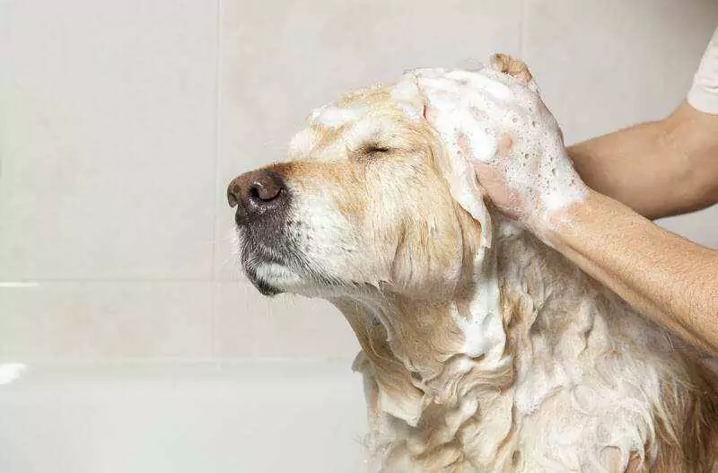 À quelle fréquence dois-je laver mon chien ? Avoir un chiot implique de lui donner un bain à la maison