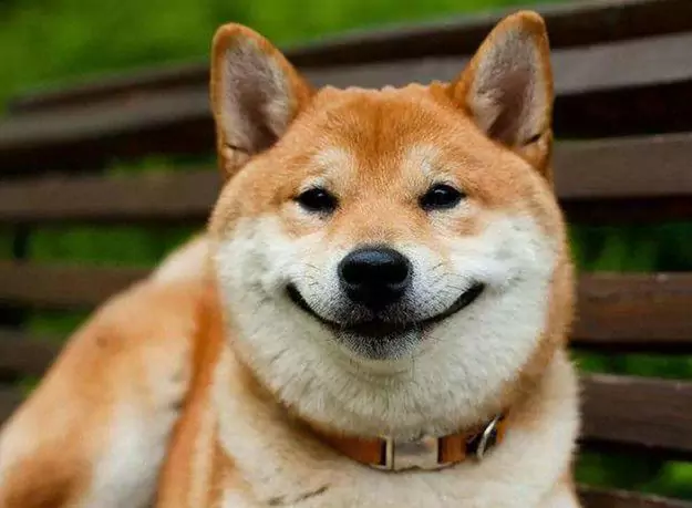 Les chiens peuvent-ils sourire ?