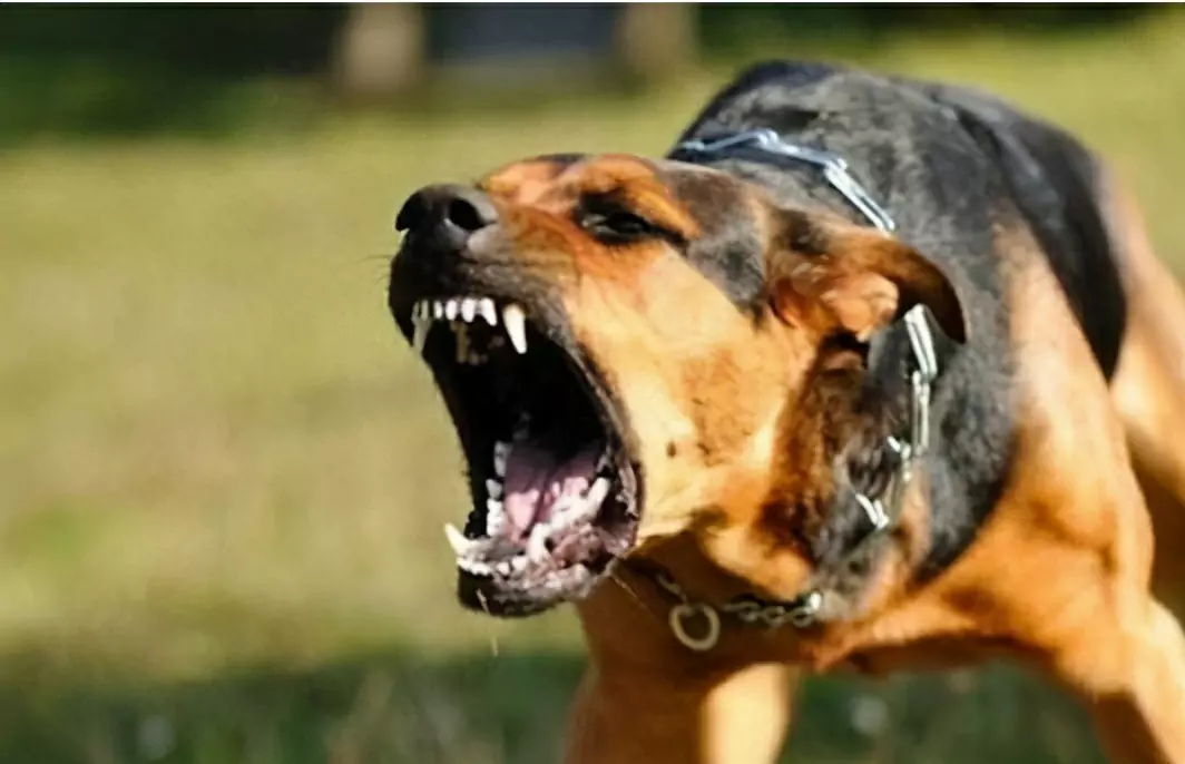 Comment prévenir les morsures de chien ? Comment dresser votre chien pour qu'il cesse de mordre ?
