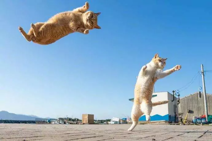 À quelle hauteur les chats peuvent-ils sauter ? Jusqu'où les chats peuvent-ils sauter ?