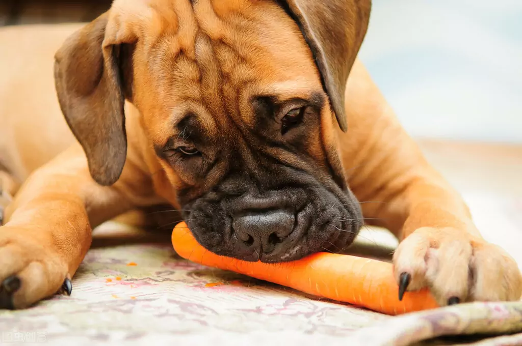 Les carottes sont-elles bonnes pour les chiens ? Quelles sont les valeurs nutritionnelles des carottes ?