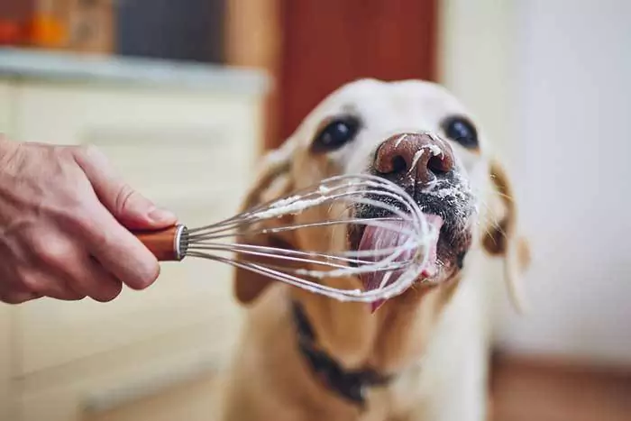 Les chiens peuvent-ils manger de la crème ? La crème est-elle mauvaise pour les chiens ?