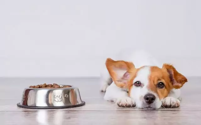 Comment nourrir un chien atteint de diarrhée ? Causes de la diarrhée chez le chien