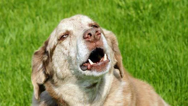 Pourquoi les chiens aiment-ils hurler ? Moyens de réduire efficacement les hurlements chez les chiens