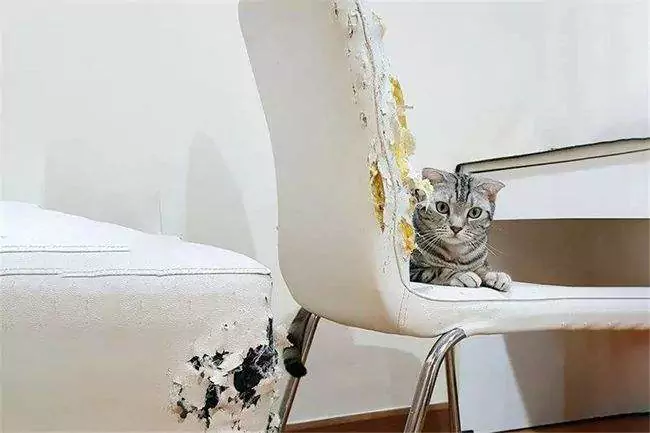 Comment empêcher les chats de griffer les meubles ? Comment empêcher les chats de griffer les portes
