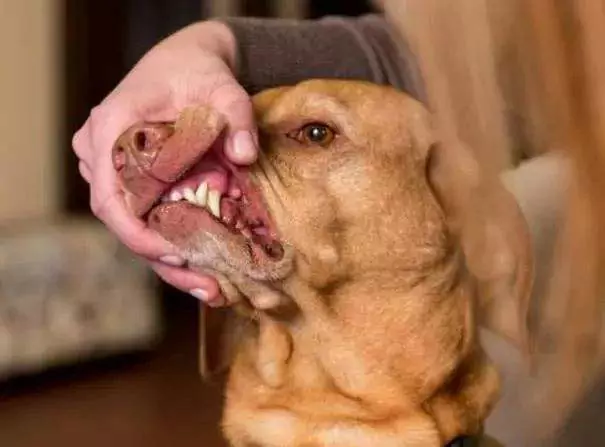 La bouche d'un chien est-elle plus propre que celle d'un humain ? La bouche des chiens doit être nettoyée régulièrement