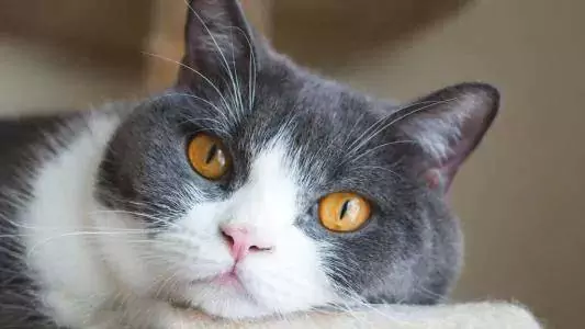 Pourquoi les chats éternuent-ils ? Quelles sont les raisons pour lesquelles les chats éternuent ?
