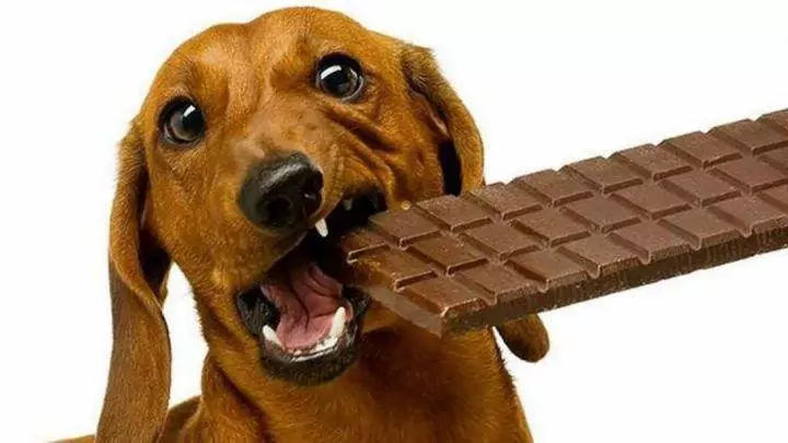 Les chiens peuvent-ils manger du chocolat ? Quels sont les symptômes d'une intoxication au chocolat chez le chien ?