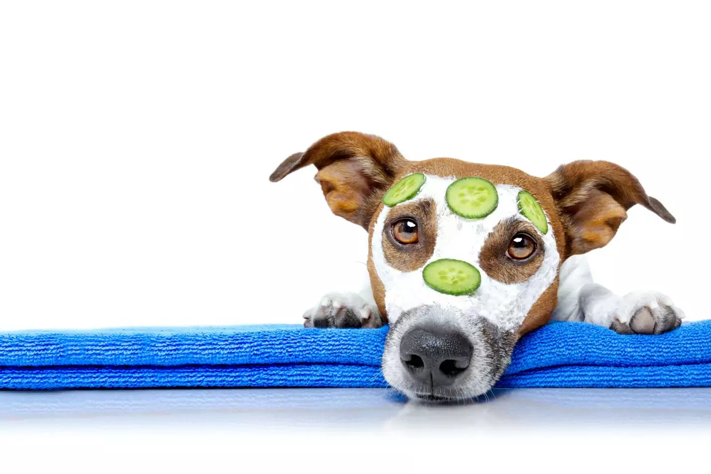 Les chiens peuvent-ils manger des concombres ? Quels sont les avantages de donner des concombres aux chiens ?