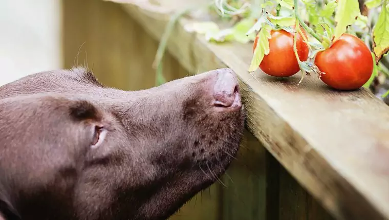 Les chiens peuvent-ils manger des tomates ? Avantages et inconvénients des tomates pour les chiens