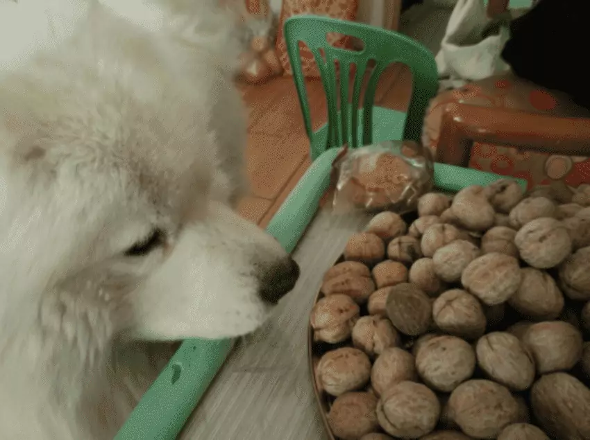 Les chiens peuvent-ils manger des noix ? Les chiens peuvent manger des noix