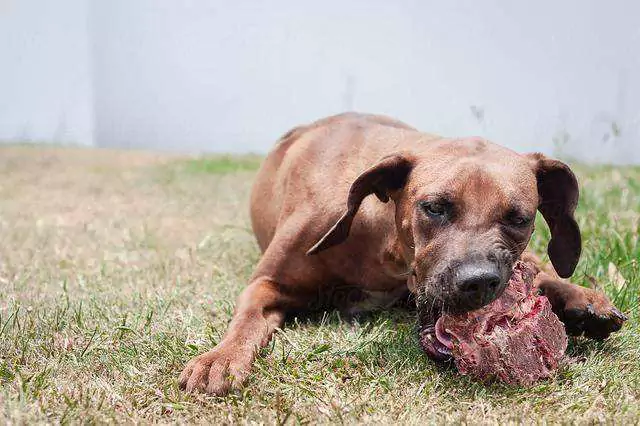Les chiens peuvent-ils manger de la viande crue ? Les chiens deviennent-ils agressifs lorsqu'ils mangent de la viande crue ?