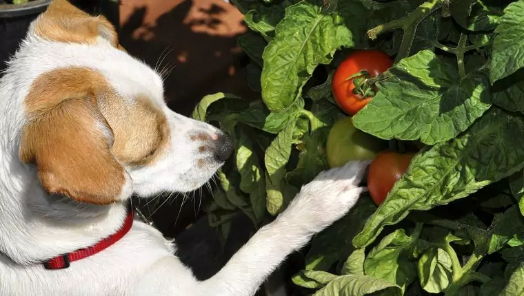 Les chiens peuvent-ils manger des tomates ? Quels sont les avantages des tomates pour les chiens ?