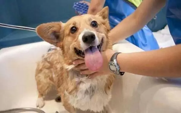 Les chiens peuvent-ils prendre un bain ?